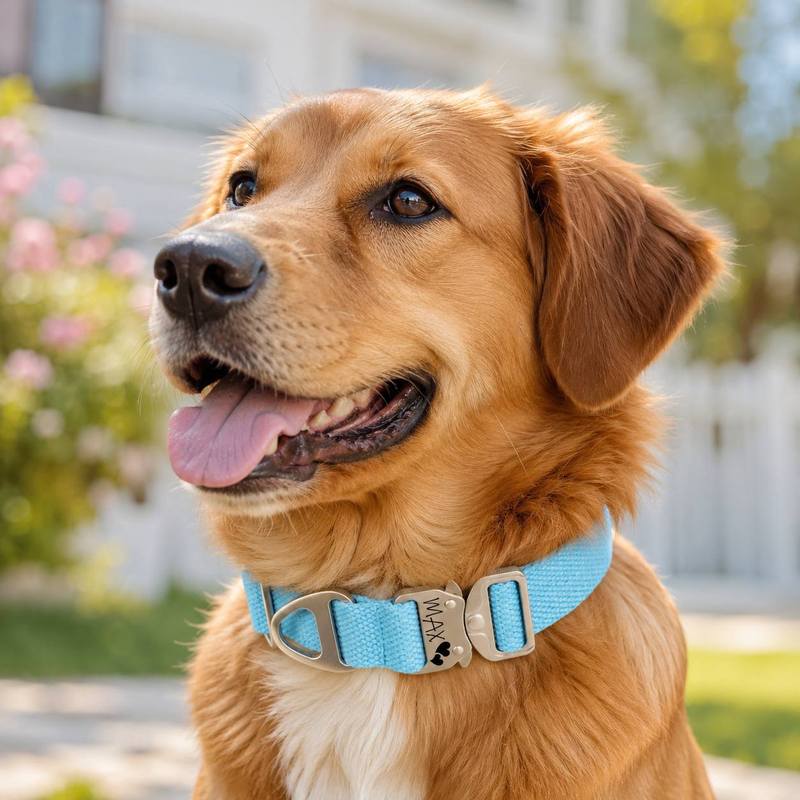 Custom Tactical Dog Collar - F - Outdoor Adventure Names recension och pris