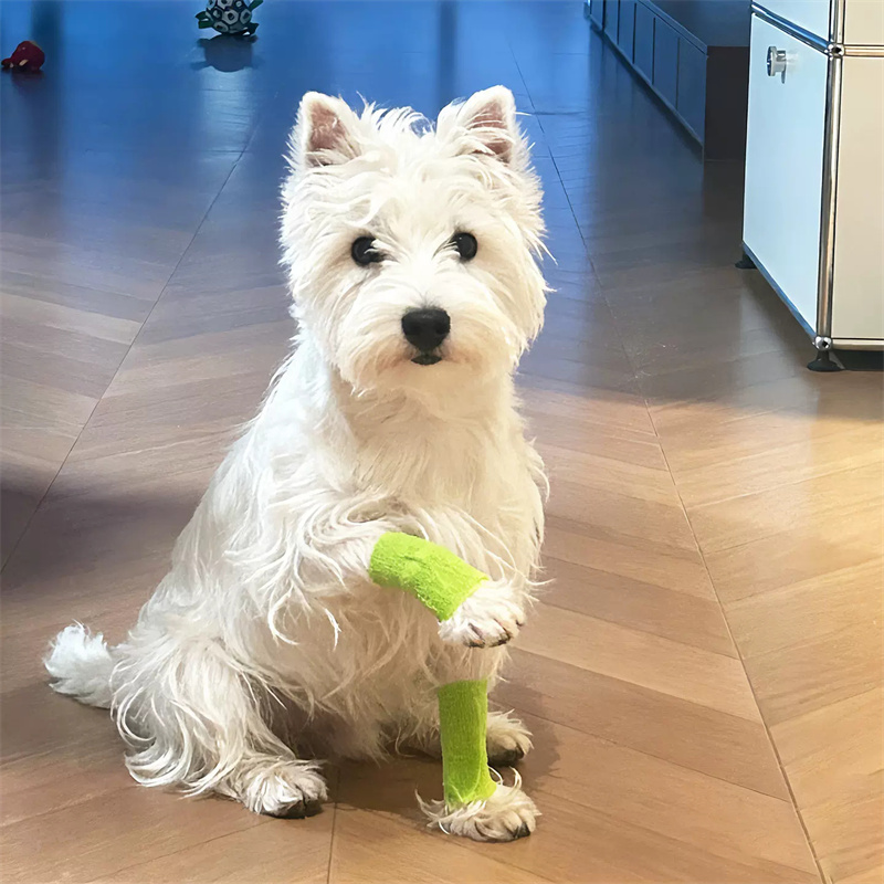 Disposable Pet Supplies Outdoo - Outdoor Adventure Shoes recension och pris